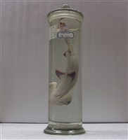 藏品(錘頭雙髻鯊)的圖片